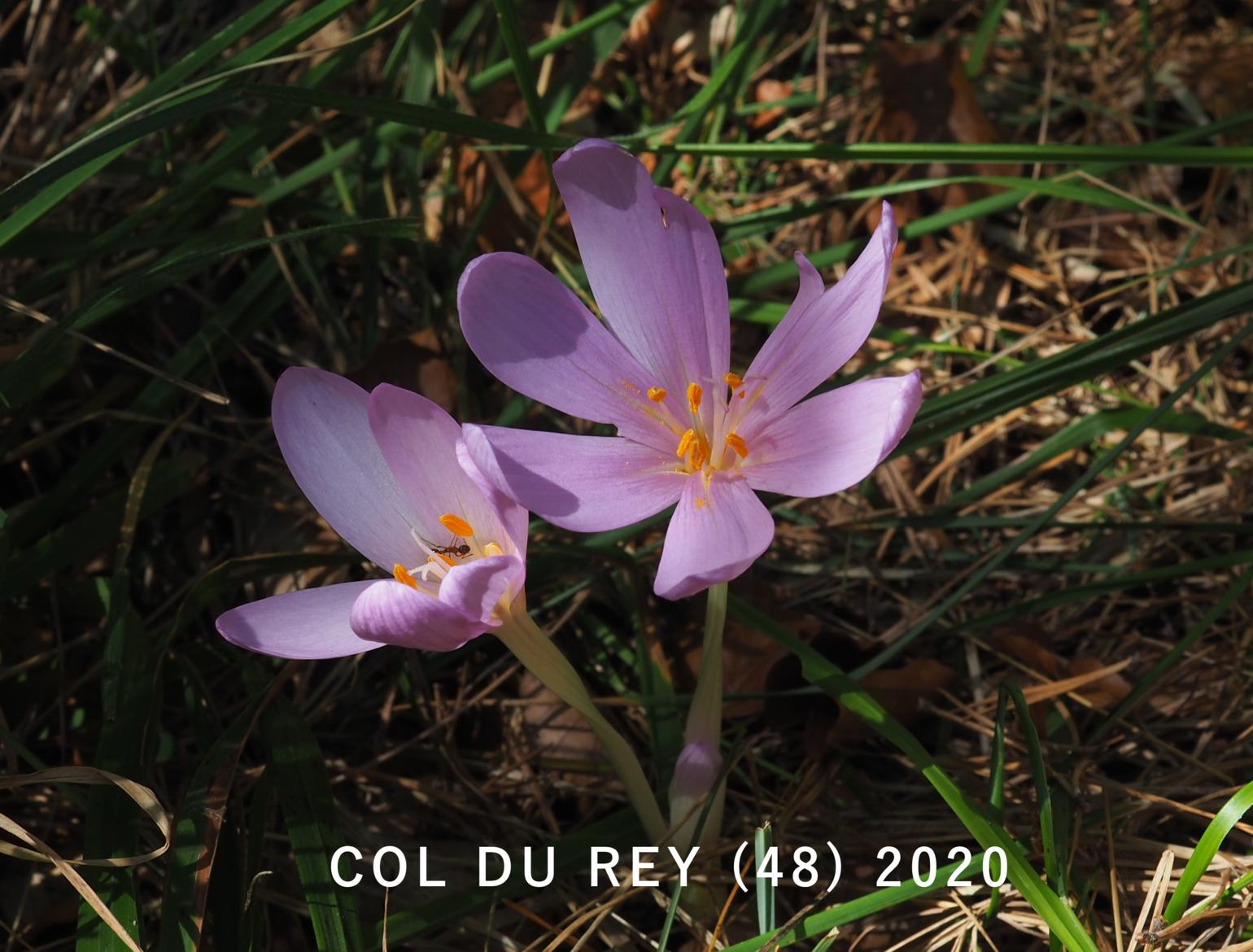 Autumn Crocus